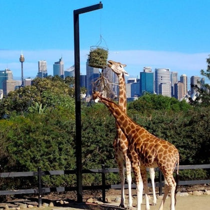 Taronga Zoo2