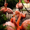 Flamingo Gardens: Skip The Line Ticket