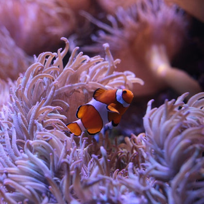 A clownfish swimming among purple sea anemone tentacles in an underwater scene.