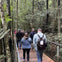 Embark on a guided walk through an ancient rainforest