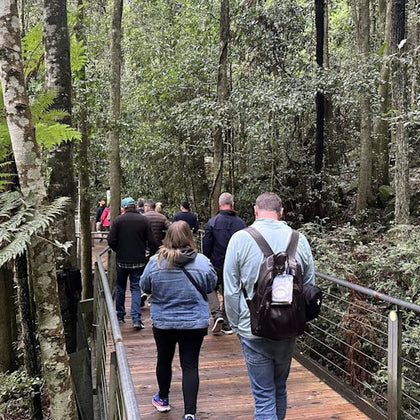 Embark on a guided walk through an ancient rainforest