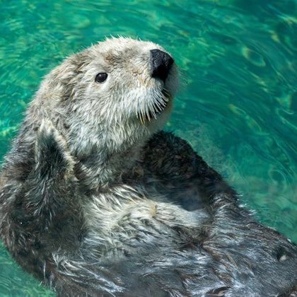 From San Francisco: Full Day Monterey and Carmel Tour