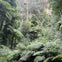 Embark on a guided walk through an ancient rainforest