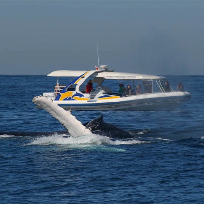 2.5-hour Adventure Whale Watching Cruise