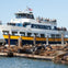 Sea Lions at Pier 39