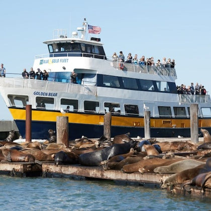 Sea Lions at Pier 39