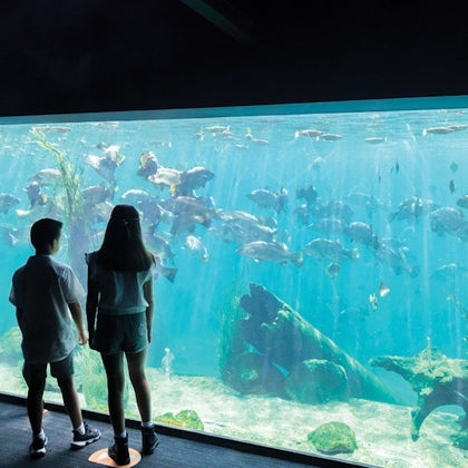 Sydney Zoo: Entry Ticket