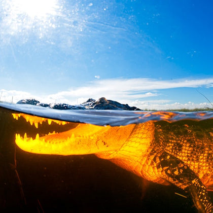 Everglades: 40-Minute Airboat Ride & Animal Sanctuary Admission
