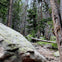 A forest with tall trees, a large moss-covered rock, and a fallen tree trunk on the ground.