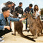 Feed the Kangaroos at Sydney Zoo