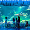 Children observing a large sea turtle and fish in an aquarium with vibrant underwater scenery.