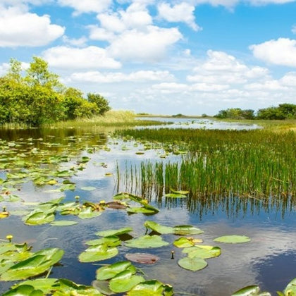 The Florida everglades