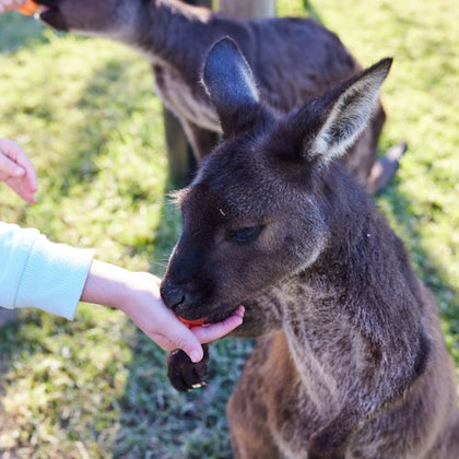 Feed the kangaroos.