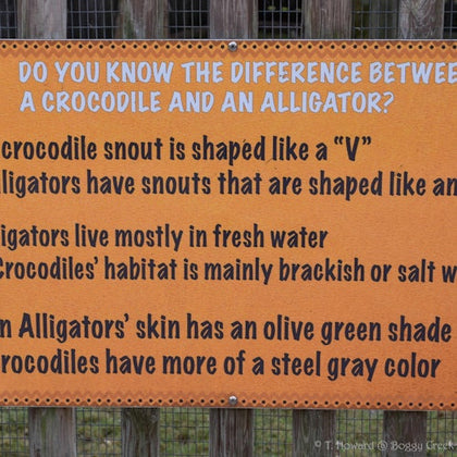 Sign explaining differences between crocodiles and alligators, including snout shape, habitat, and skin color.