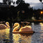 Los Angeles Echo Park: Swan Boats Rental
