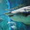 SEA LIFE Sydney Aquarium: Entry Ticket