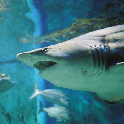 SEA LIFE Sydney Aquarium: Entry Ticket