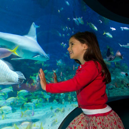 A girl in a red sweater and floral skirt touches an aquarium glass, smiling at a large shark and various colorful fish.