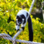 A black-and-white lemur walks along a thick rope with green foliage in the background.