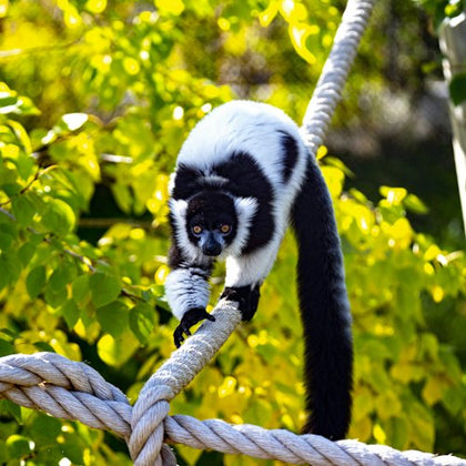 A black-and-white lemur walks along a thick rope with green foliage in the background.