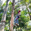 A person wearing safety gear walks on a rope bridge among tall trees in an outdoor adventure park.