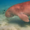 A dugong swimming underwater, accompanied by small, striped fish near the sea floor.