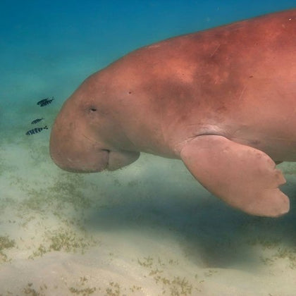 A dugong swimming underwater, accompanied by small, striped fish near the sea floor.