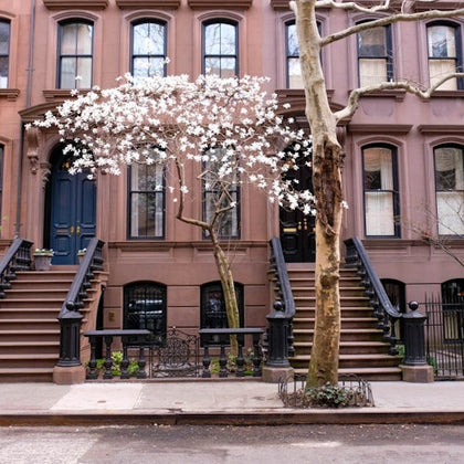 A brownstone building with two staircases, a blooming tree with white flowers, and a bare tree on the sidewalk.