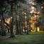 Trees with hanging Spanish moss and string lights at dusk in a wooded area. Sunlight filters through the trees, illuminating the scene.