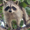 raccoon