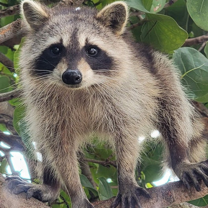 raccoon