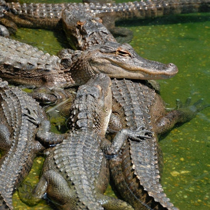 everglades