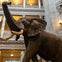 Henry the elephant in Natural History
