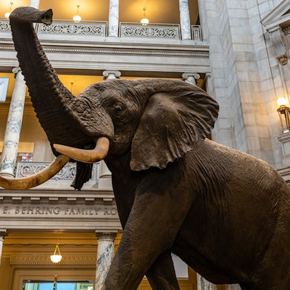 Henry the elephant in Natural History