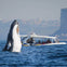 2.5hr Adventure Whale Watching Cruise