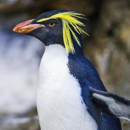 A close-up of a penguin with a yellow crest, black beak, and white chest against a blurred rocky background.