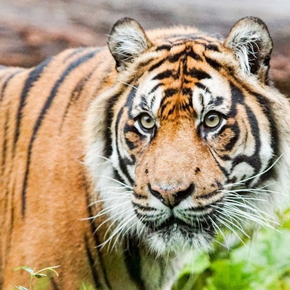 A Sumatran tiger