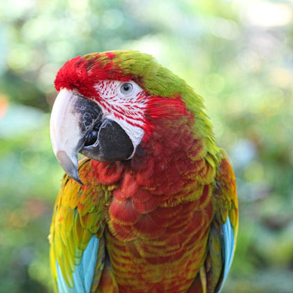 Close-up of a colorful parrot with red, green, and yellow feathers, and a blurred green background.