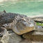 Crocodile at Zoo