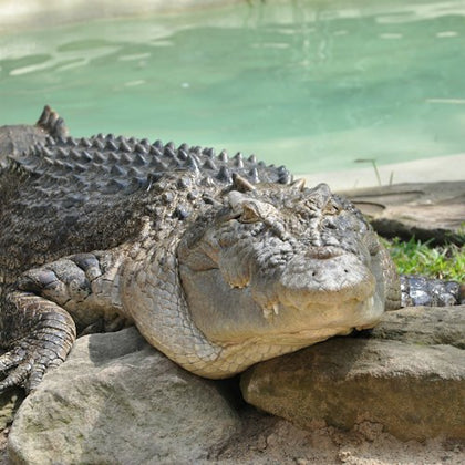 Crocodile at Zoo