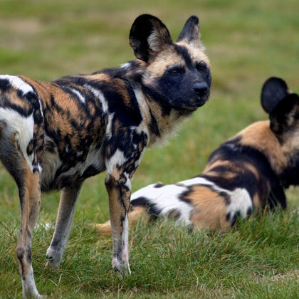 Two African wild dogs