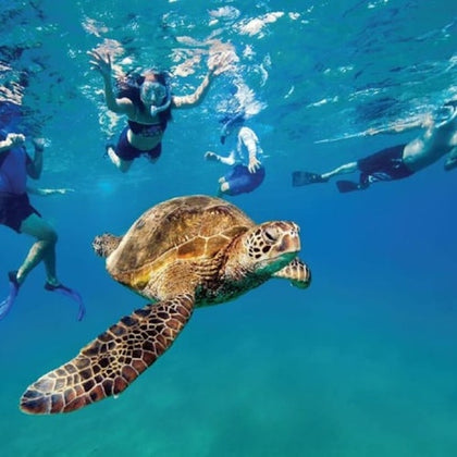 sea turtle