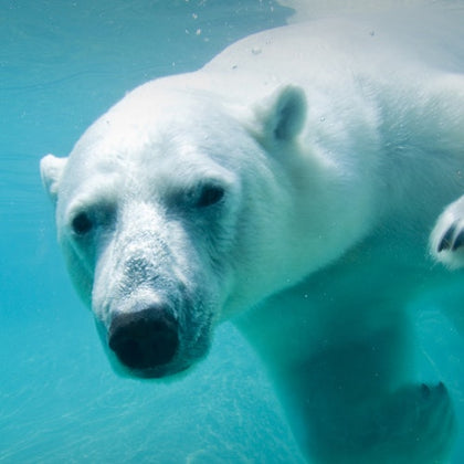 A polar bear swimming underwater, looking toward the camera with its face and front leg visible.