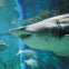 A shark swimming in a blue aquarium tank with other fish visible in the background.