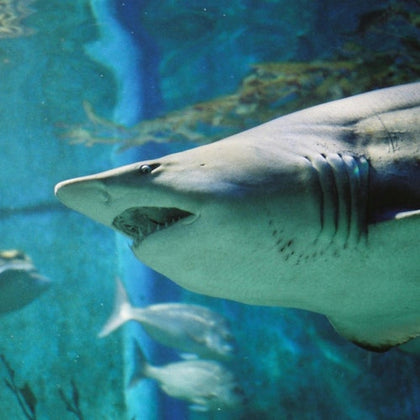 A shark swimming in a blue aquarium tank with other fish visible in the background.