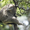 Taronga Zoo: Ferry Transfer + Entry Ticket