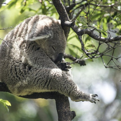 Taronga Zoo: Ferry Transfer + Entry Ticket