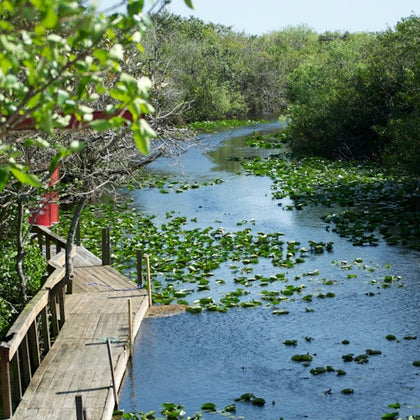 Safari Trails 