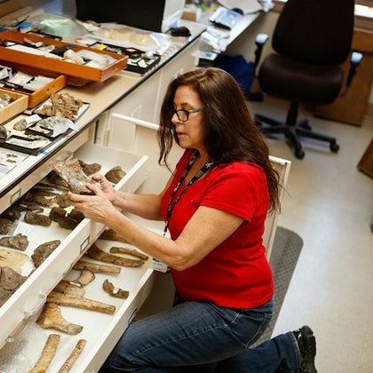 A woman examining fossilized bones in a museum or laboratory setting, kneeling beside open drawers filled with specimens.