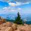 A lone pine tree on a rocky mountainside under a partially cloudy blue sky, overlooking a distant mountain range.